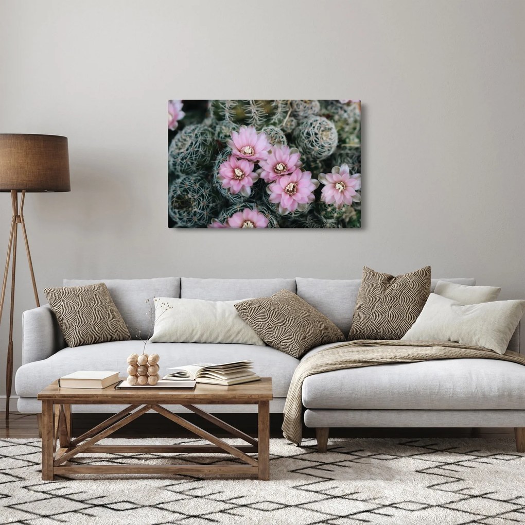 Obraz kvet kaktusu (90x60 cm)