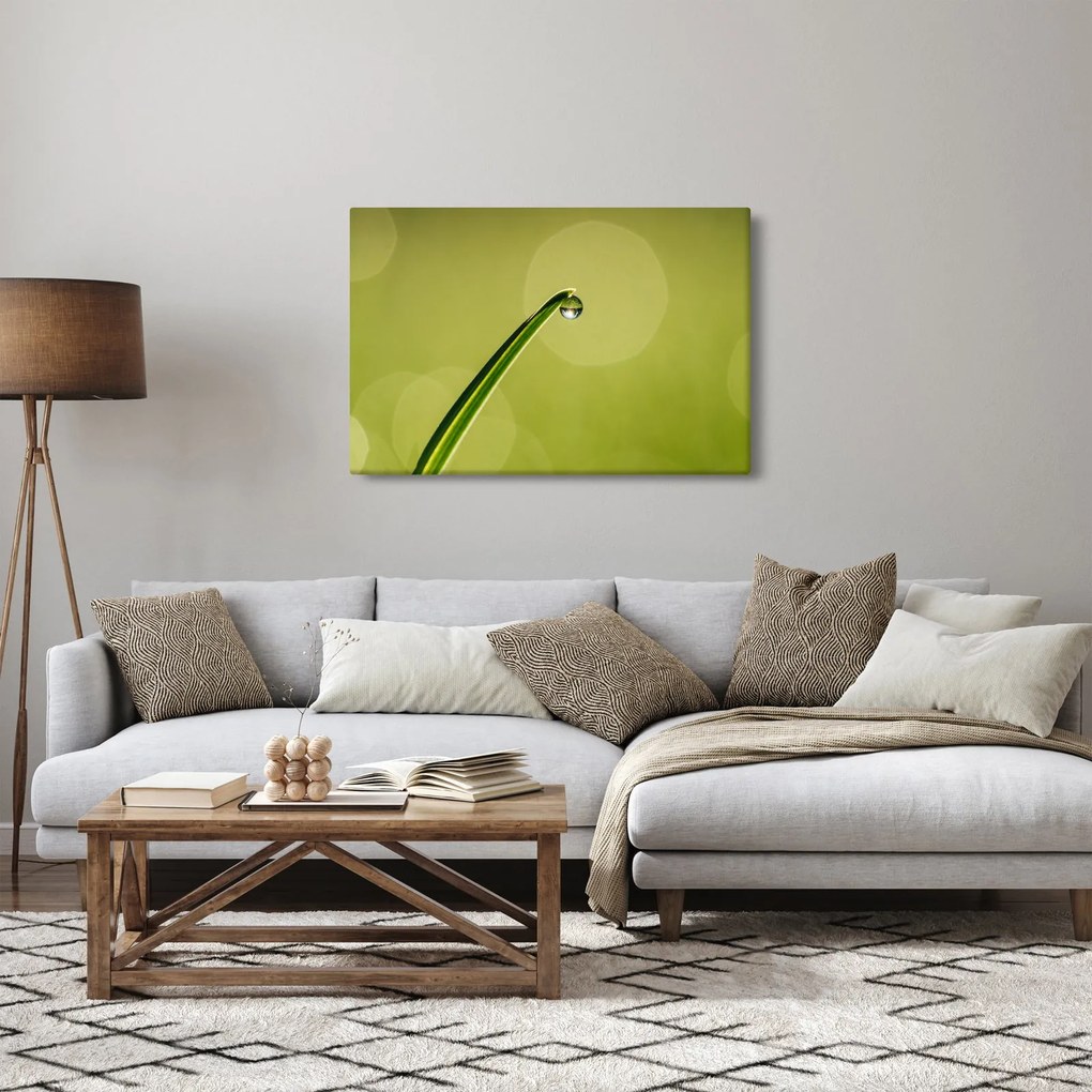 Obraz kvapky vody na tráve (90x60 cm)