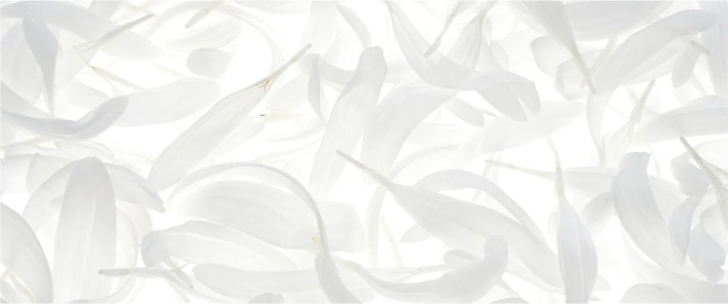Obraz - Okvetné lístky (120x50 cm)