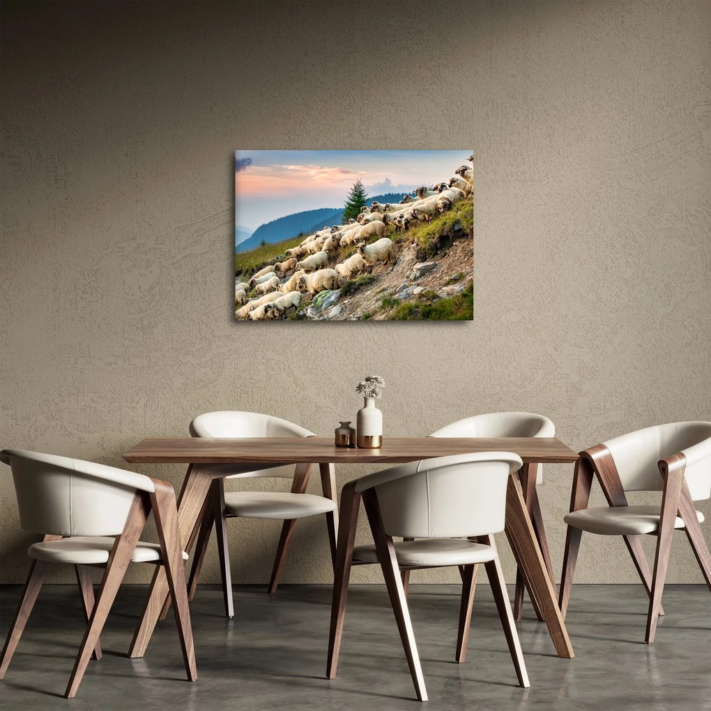 Obraz - Stádo oviec (70x50 cm)