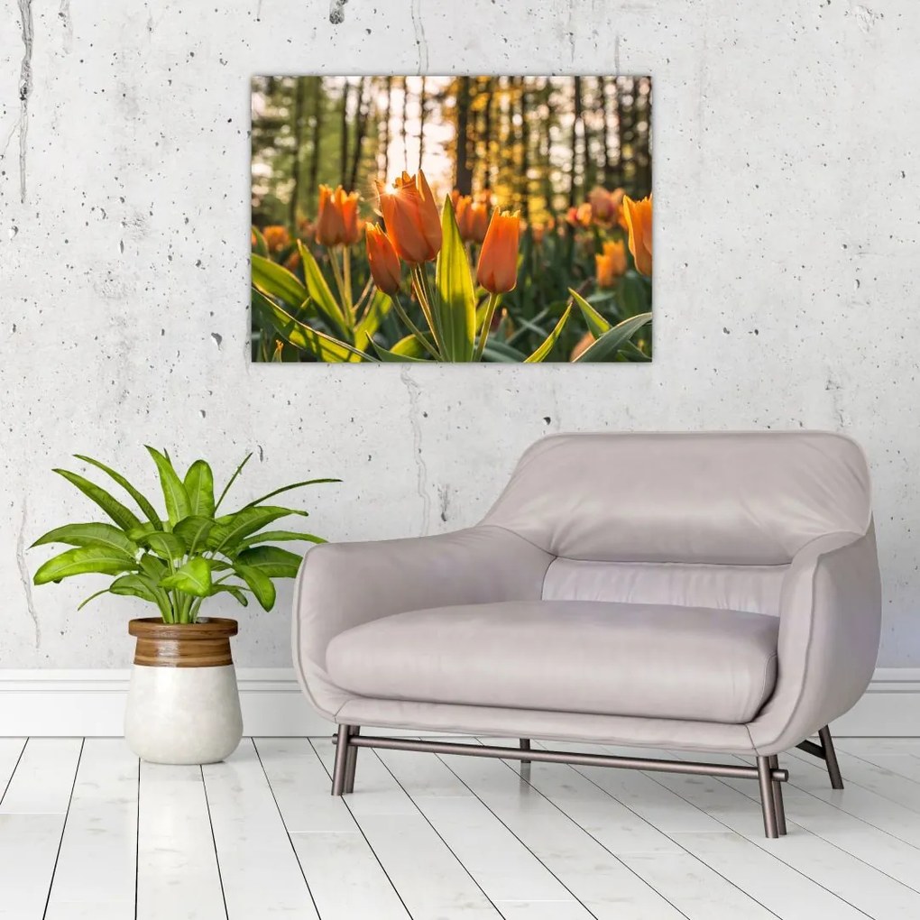 Sklenený obraz - oranžové tulipány (70x50 cm)
