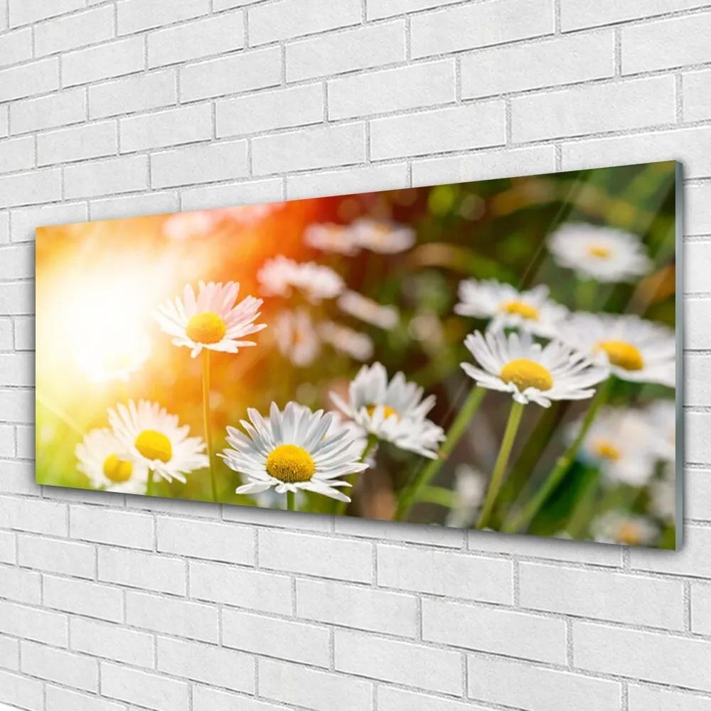 Obraz plexi Sedmokrásky kvety lúče 125x50 cm