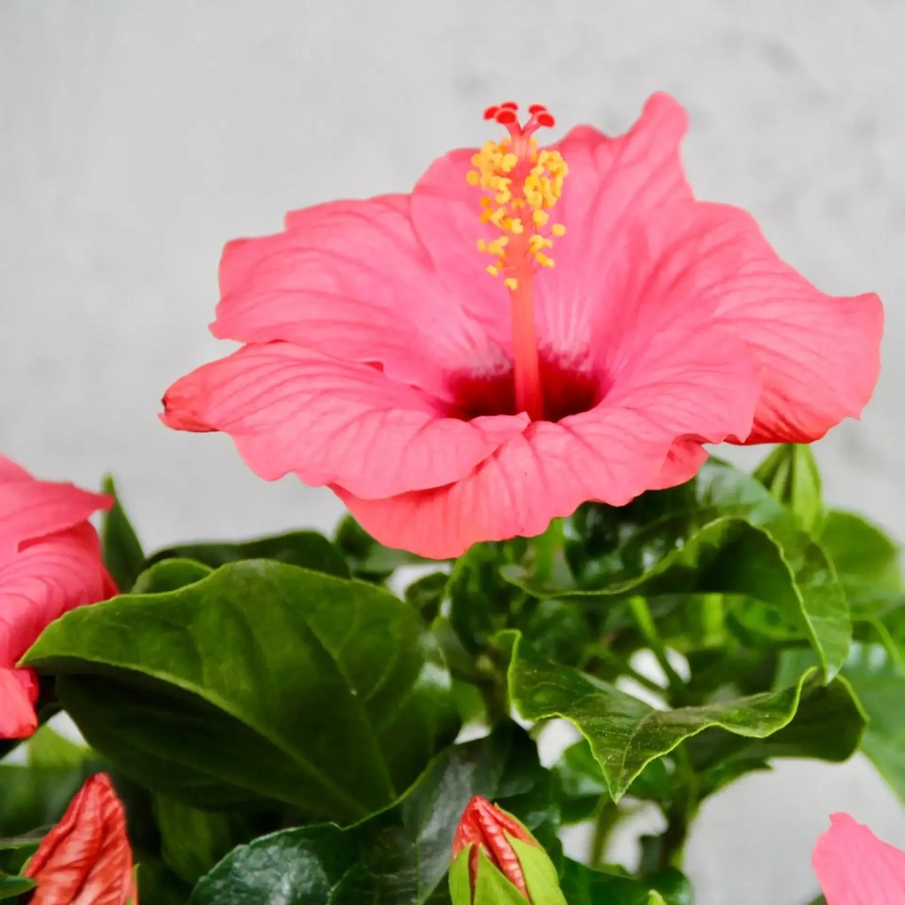 Hibiscus Ibištek čínsky rosa sinensis ružový