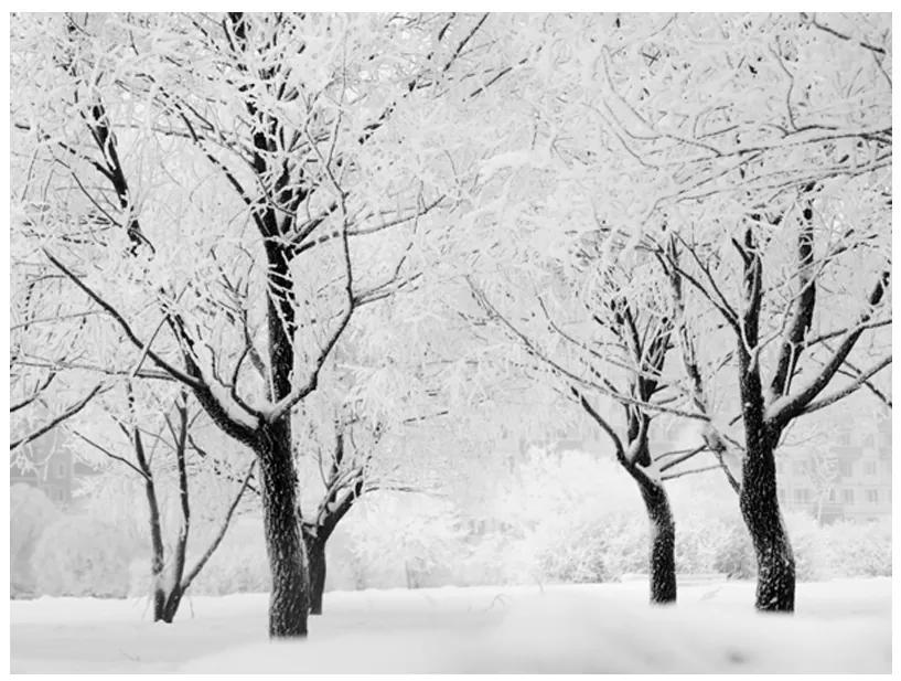 Artgeist Fototapeta - Trees - winter landscape Veľkosť: 300x231, Verzia: Premium