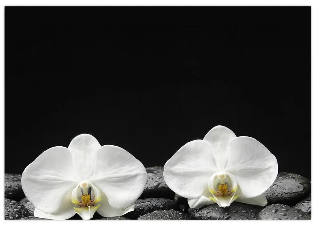 Orchidey - obraz