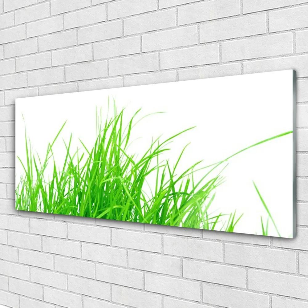 Obraz na akrylátovom skle Tráva 125x50 cm