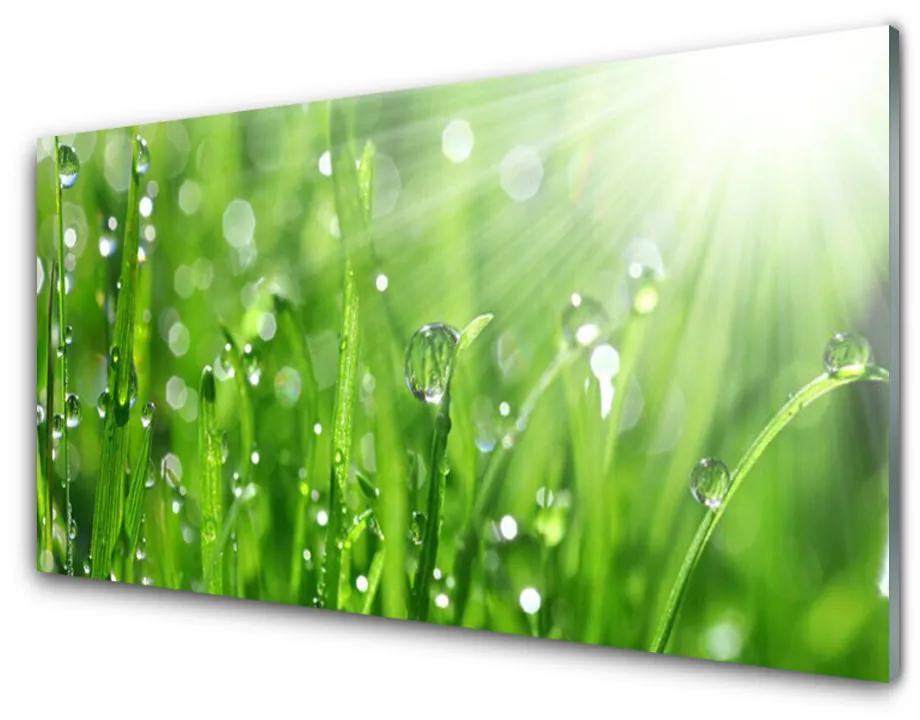 Obraz plexi Príroda tráva kvapky 100x50 cm