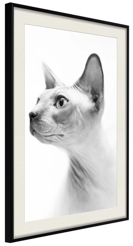 Artgeist Plagát - Hairless Cat [Poster] Veľkosť: 20x30, Verzia: Zlatý rám s passe-partout