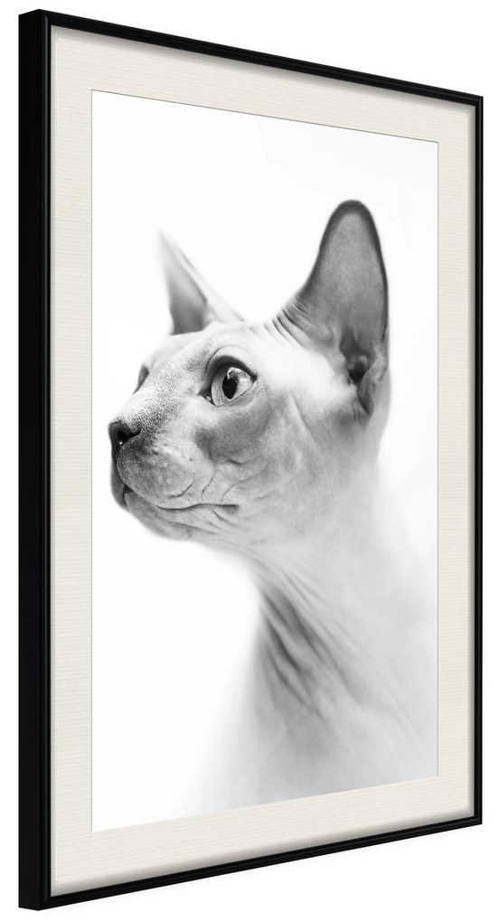 Artgeist Plagát - Hairless Cat [Poster] Veľkosť: 20x30, Verzia: Zlatý rám