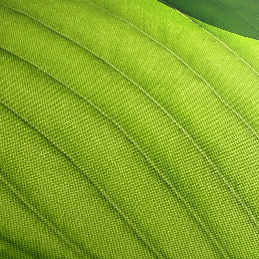 Obraz - Detail zeleného listu (150x105 cm)