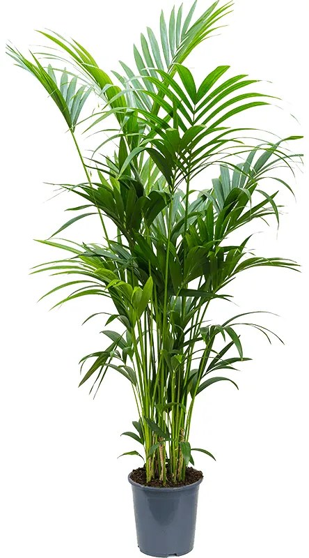 Kentia (Howea) forsteriana tuft extra 8/10pp 27x200 cm