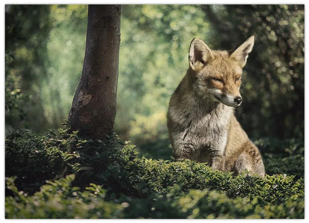 Obraz líšky (70x50 cm)