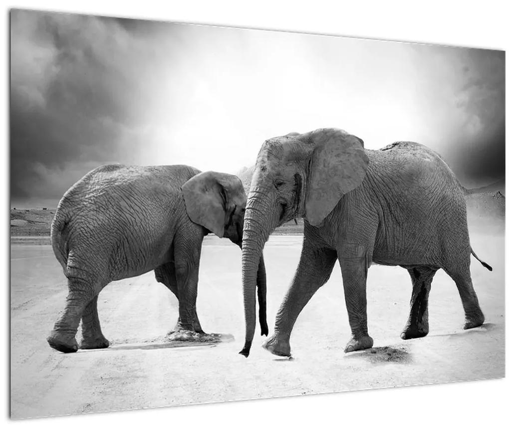 Obraz slonov (90x60 cm)
