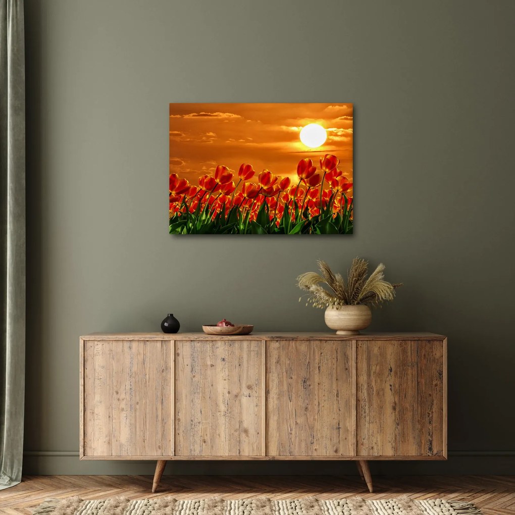 Obraz rozkvitnutého lánu s tulipánmi (70x50 cm)