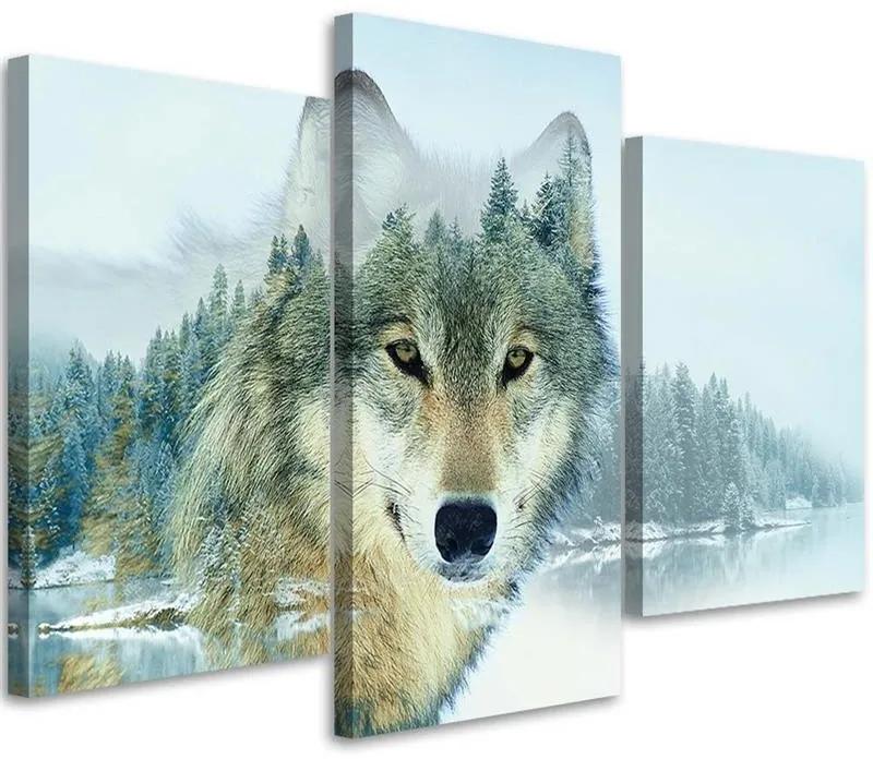 Obraz na plátně třídílný Zvířecí příroda Horský vlk - 150x100 cm