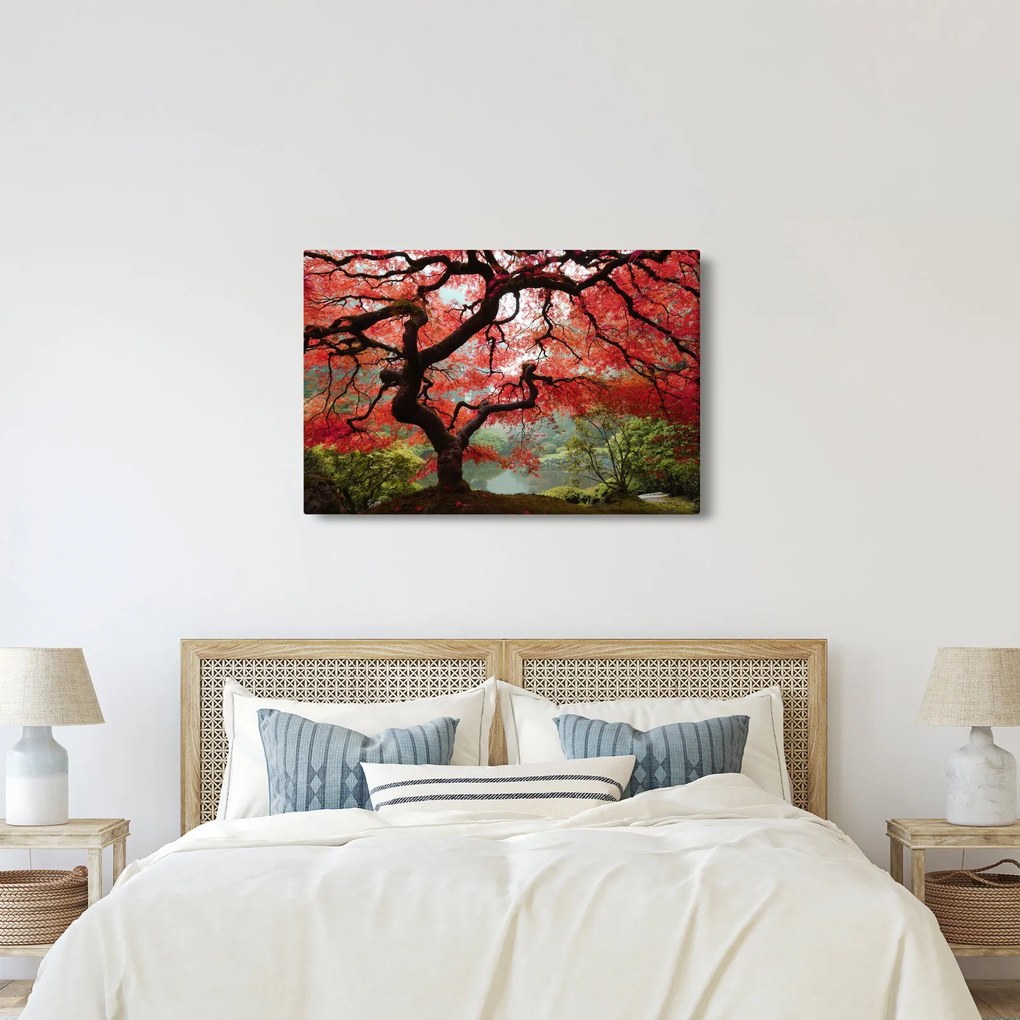 Obraz červeného japonského javora, Portland, Oregon (90x60 cm)