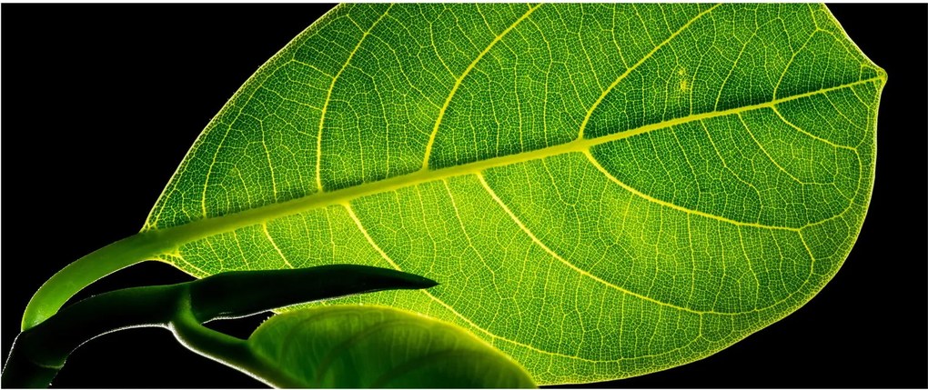 Obraz - zelený list (120x50 cm)