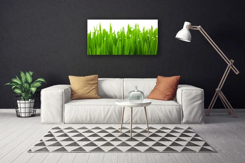 Obraz na plátne Tráva príroda rastlina 120x60 cm