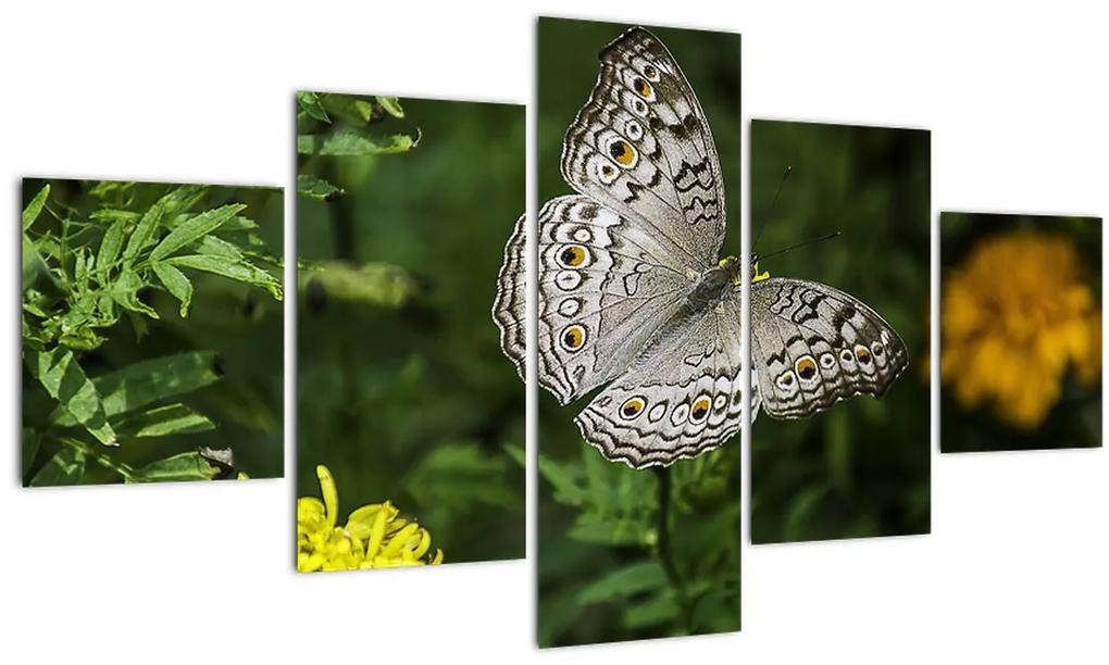 Obraz - biely motýľ (125x70 cm), 40 ďalších rozmerov