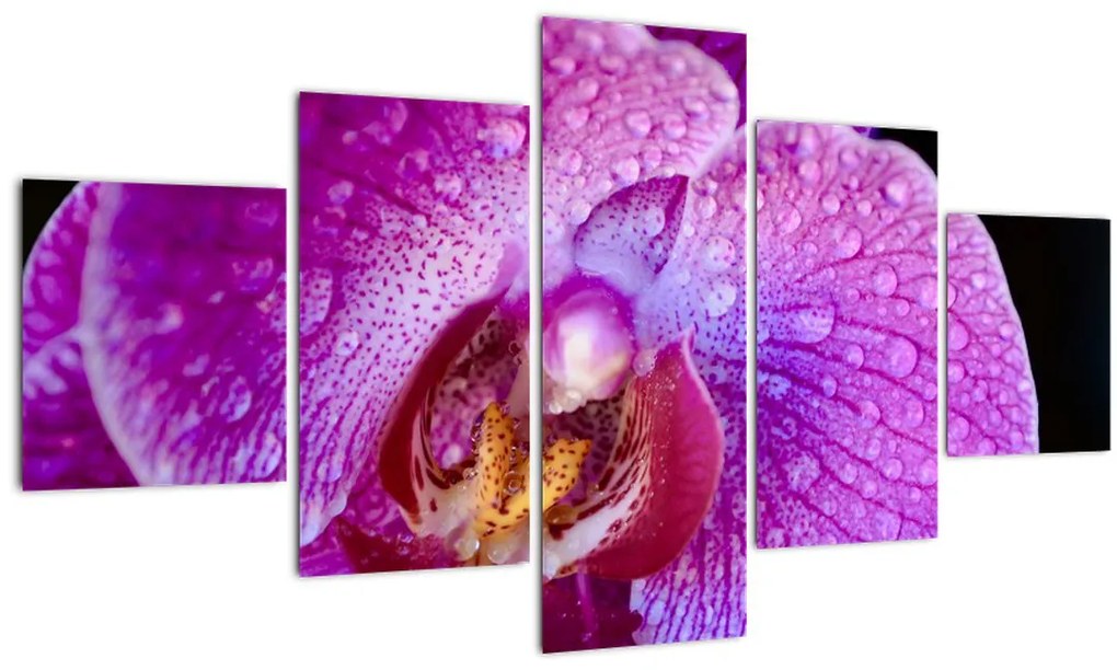 Detailný obraz kvetu orchidey (125x70 cm), 40 ďalších rozmerov