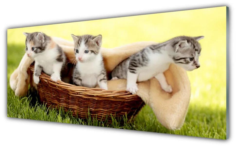 Obraz plexi Mačky zvieratá 125x50 cm