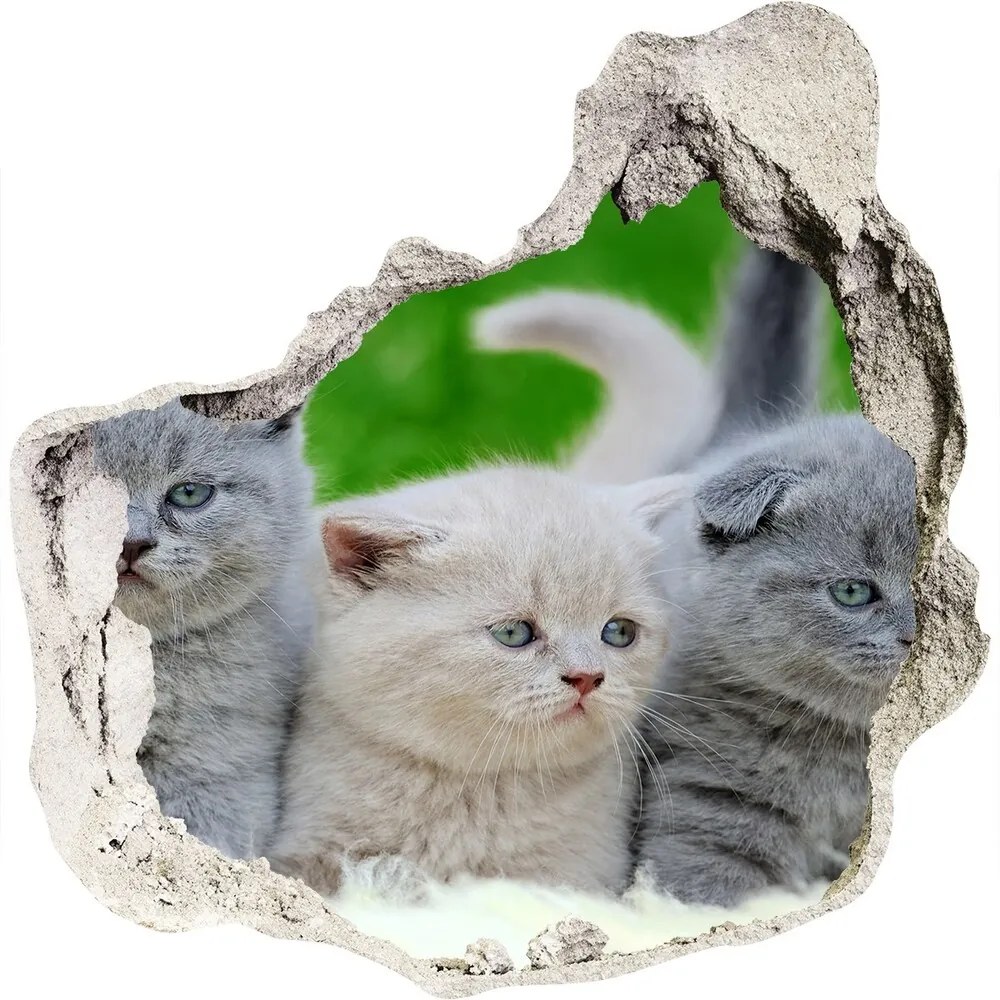 Fototapeta diera na stenu 3D Tri mačky na deke nd-p-112670236