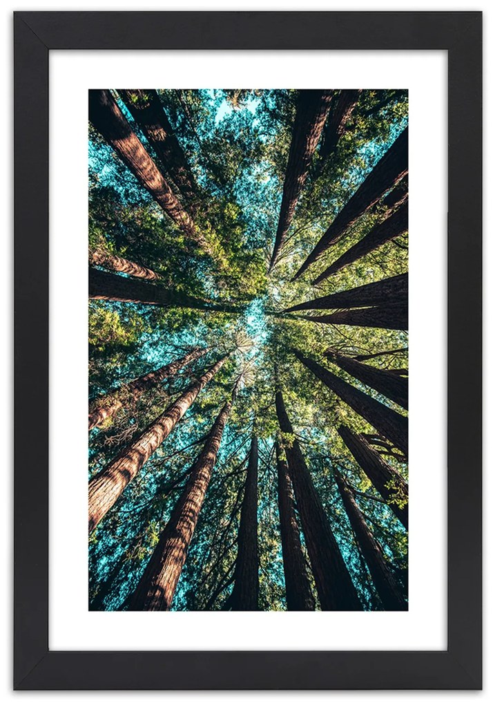 Gario Plagát Konáre vysokých stromov Farba rámu: Bez rámu, Rozmery: 40 x 60 cm