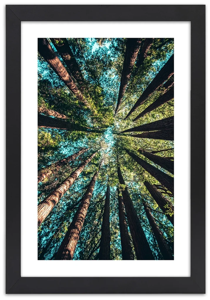 Gario Plagát Konáre vysokých stromov Farba rámu: Bez rámu, Rozmery: 60 x 90 cm