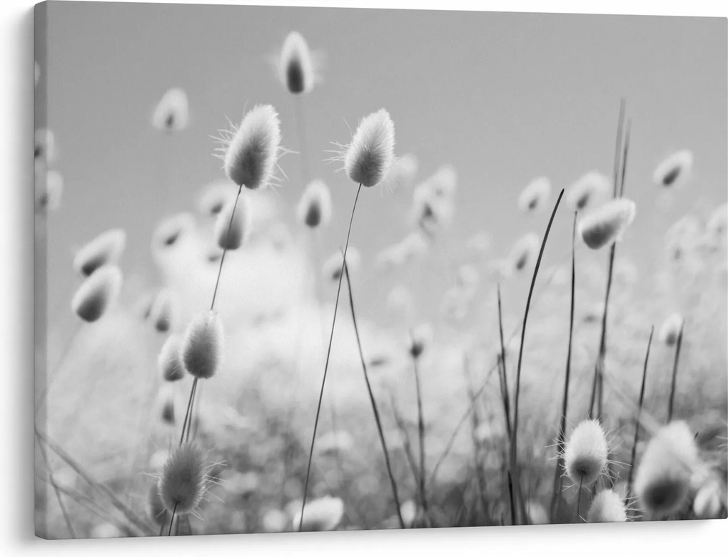 Obraz - Boho bunny tail grass (70x50 cm)