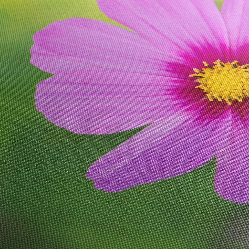 Obraz - lúčna kvetina (120x50 cm)