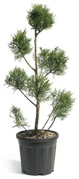 Cyprusovec leylandský PonPon Cupressocyparis leylandii 'Pyramidalis' výška cca 80 cm kvetináč 9 l