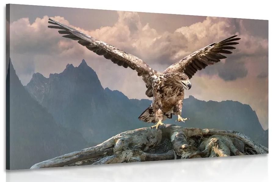 Obraz orol s roztiahnutými krídlami nad horami Varianta: 120x80