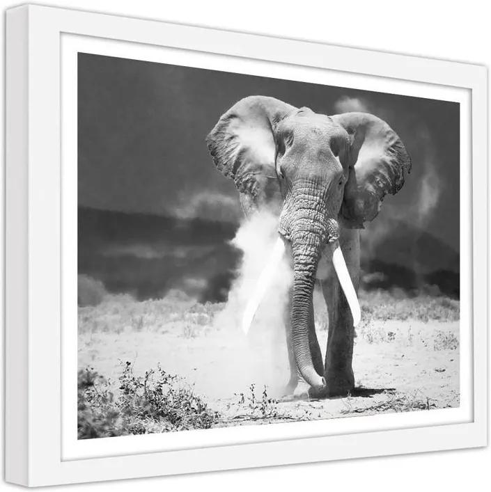 CARO Obraz v ráme - Elephant Biela 20x20 cm