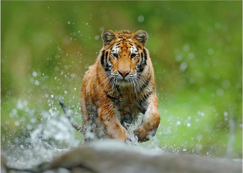 Obraz - Bežiaci tiger (70x50 cm)