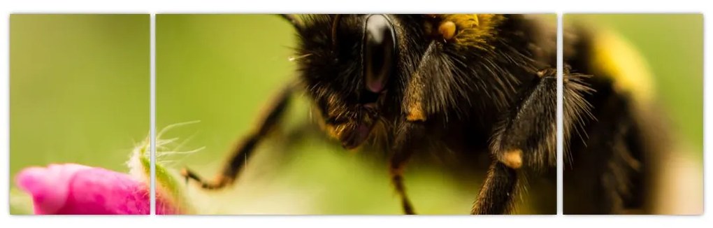 Včela - obraz