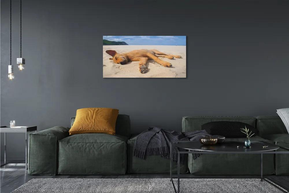 Obraz na plátne Ležiaci pes pláž 125x50 cm