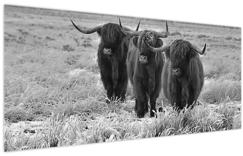 Obraz - Škótske kravy (120x50 cm)