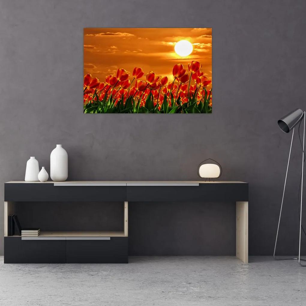 Obraz rozkvitnutého lánu s tulipánmi (90x60 cm)