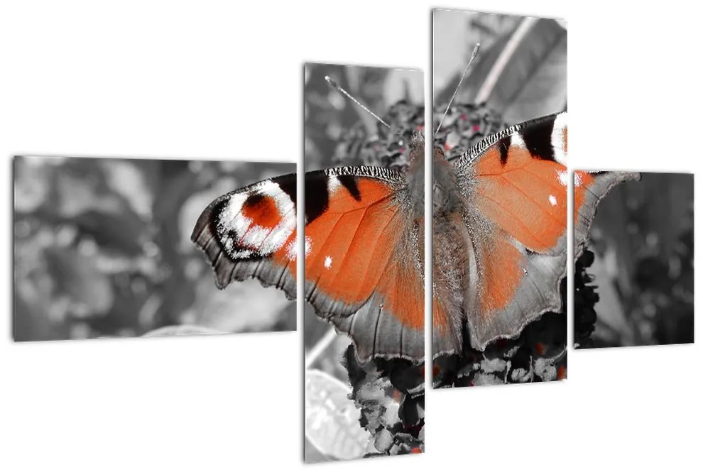 Oranžový motýľ - obraz
