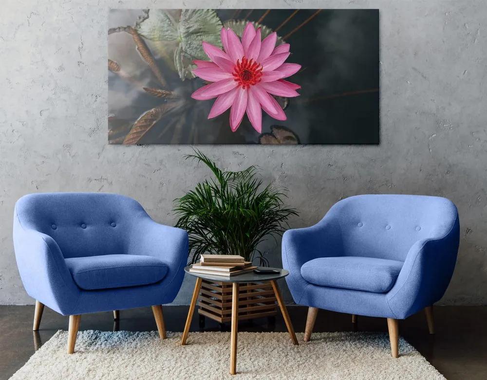 Obraz očarujúci lotosový kvet Varianta: 100x50