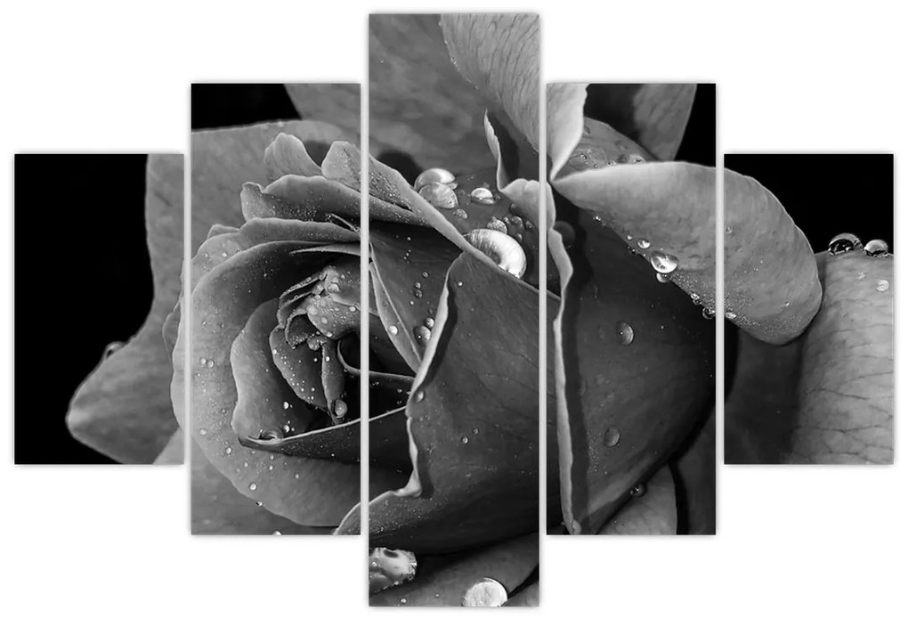 Obraz ruža - čiernobiela (150x105 cm)