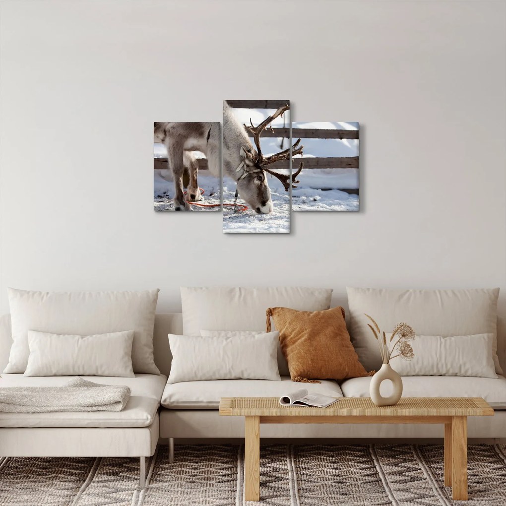 Obraz - Sob (90x60 cm)