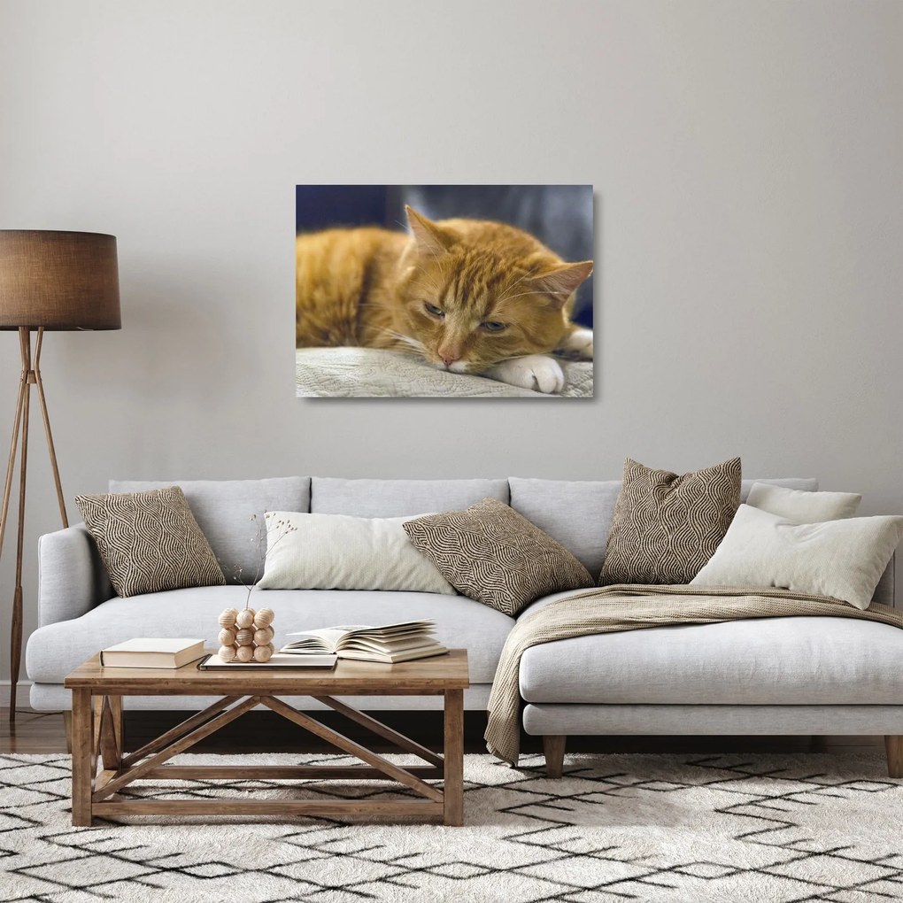 Sklenený obraz mačky (70x50 cm)
