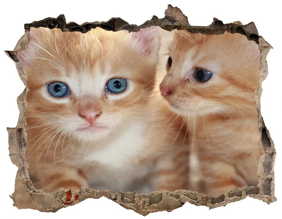 Díra 3D fototapeta nálepka Malé mačky nd-k-159538391