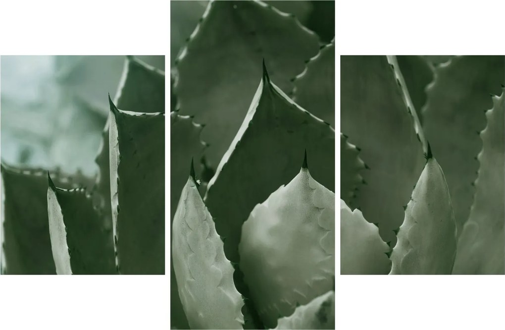 Obraz - Zelená agáve (90x60 cm)