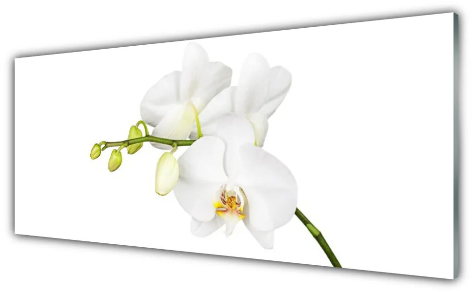 Obraz plexi Orchidea kvety príroda 125x50 cm