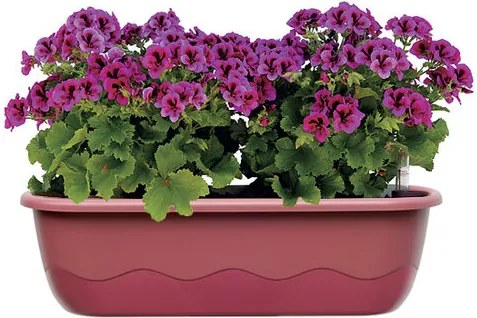 Plastia Samozavlažovací truhlík Mareta 60 cm, ružová + vínová