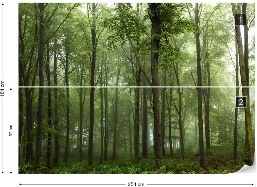 Fototapeta GLIX - Forest  + lepidlo ZADARMO Vliesová tapeta  - 254x184 cm