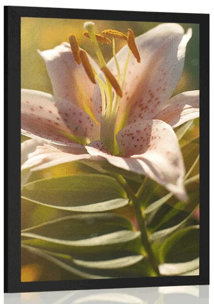 Plagát nádherný kvet s retro nádychom - 30x45 white