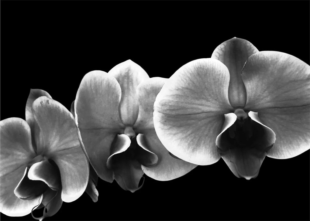 Obraz kvetu orchidey (70x50 cm)